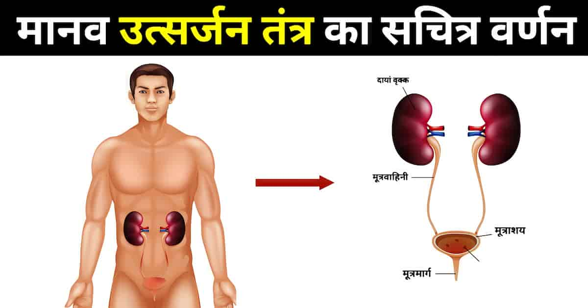 मानव उत्सर्जन तंत्र किसे कहते हैं (utsarjan kise kahate hain)